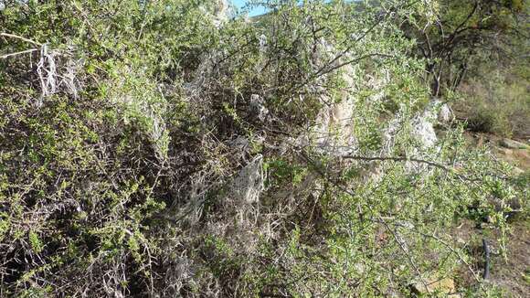 Image of Galium tomentosum Thunb.