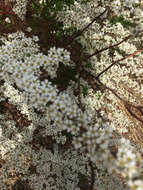 Image de Spiraea thunbergii Sieb. ex Bl.