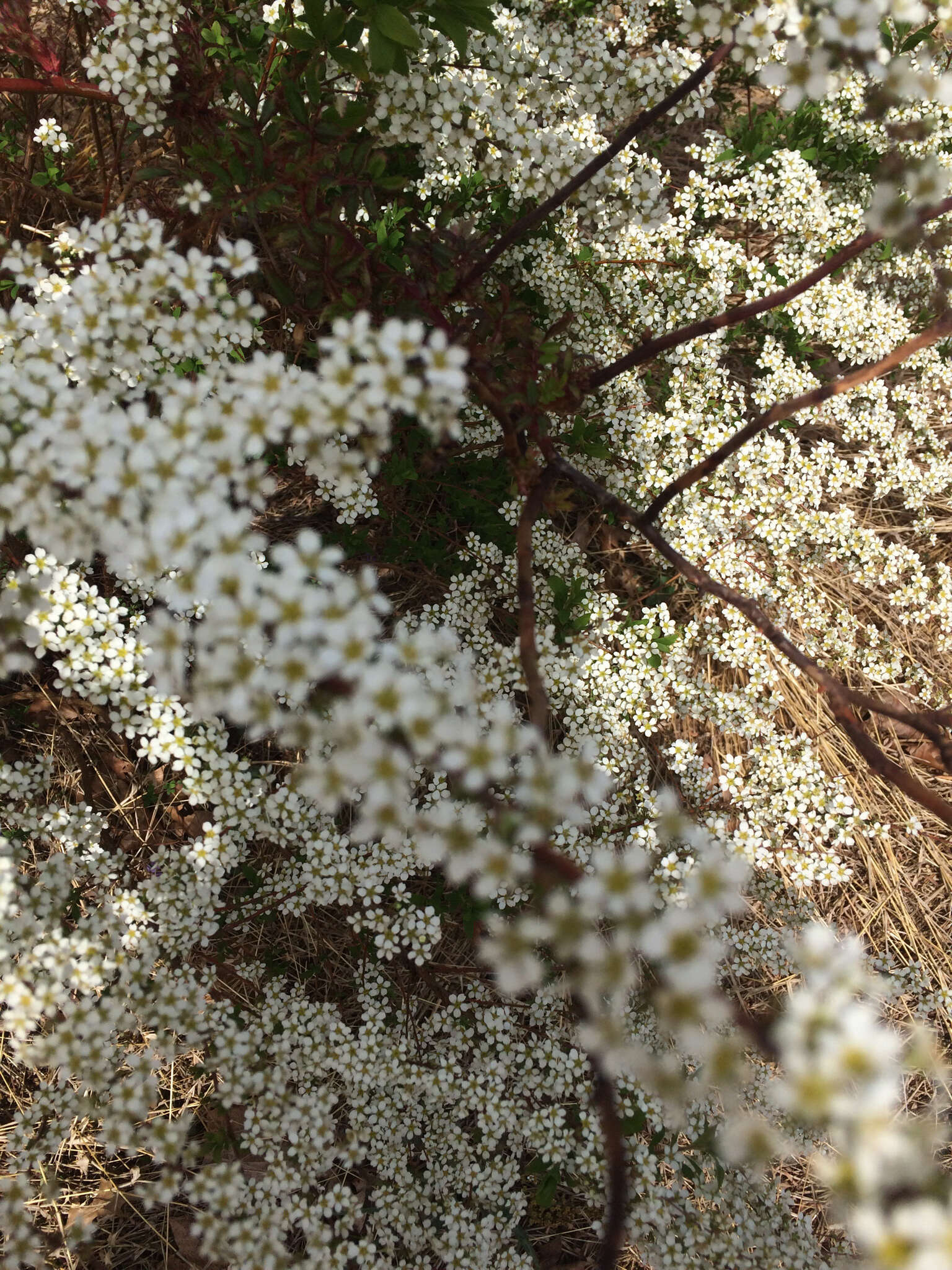 Image de Spiraea thunbergii Sieb. ex Bl.