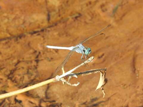 Image of Orthetrum luzonicum (Brauer 1868)