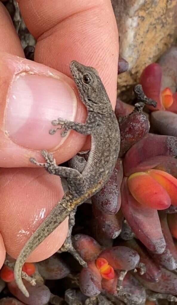 Image of Namaqua Day Gecko