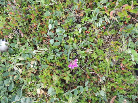 Image of beach pea