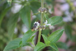 Image of Megachile otomita Cresson 1878