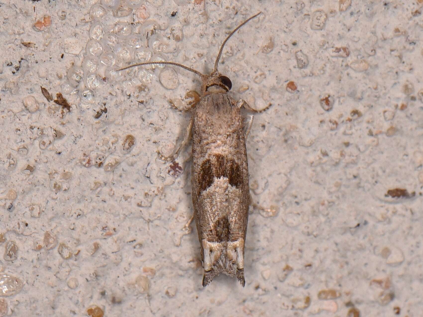 Image of Sunflower Bud Moth