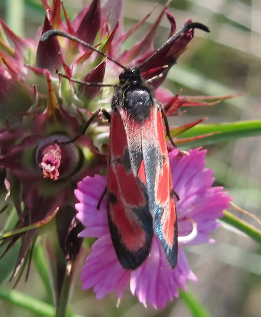 Image of Zygaena sedi Fabricius 1787