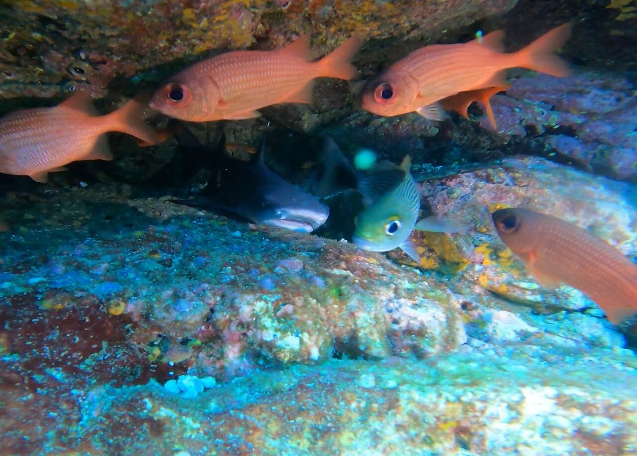 Image of Panamic soldierfish