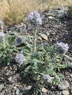 صورة Phacelia mollis Macbr.