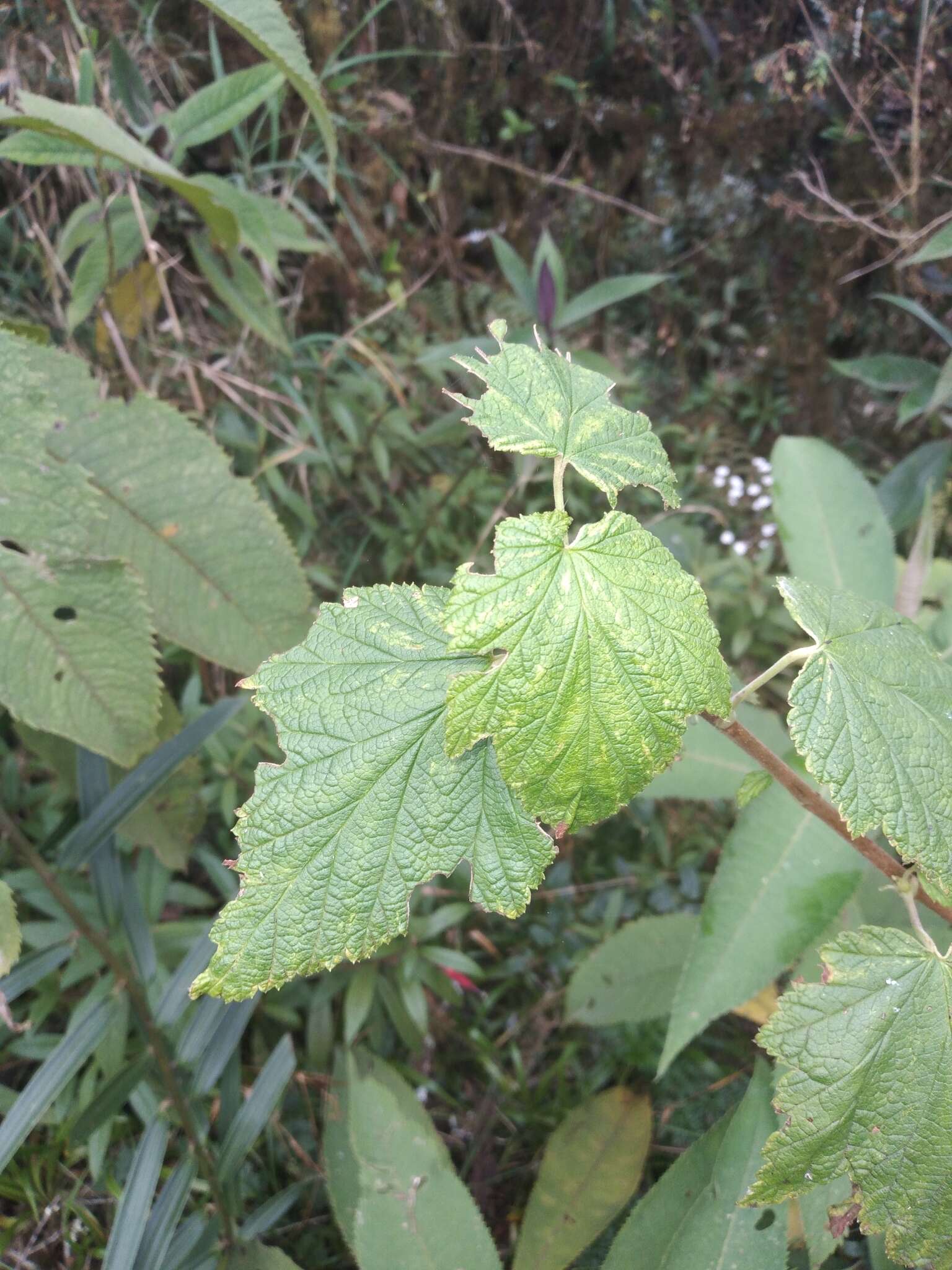 Image of Ribes bolivianum Jancz.