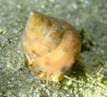 Image of Calliostoma gloriosum Dall 1871