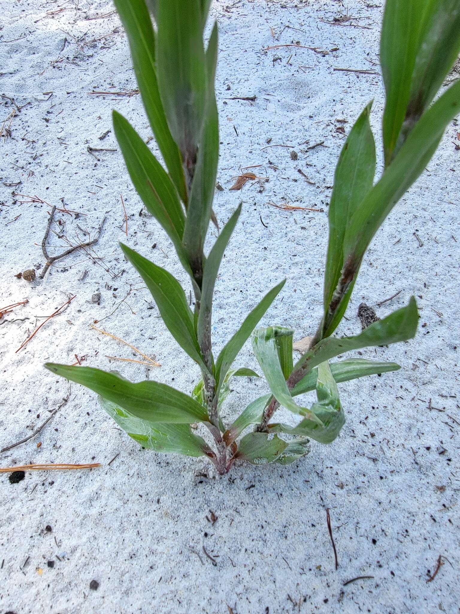 Pityopsis graminifolia var. latifolia (Fern.) J. C. Semple & F. D. Bowers resmi