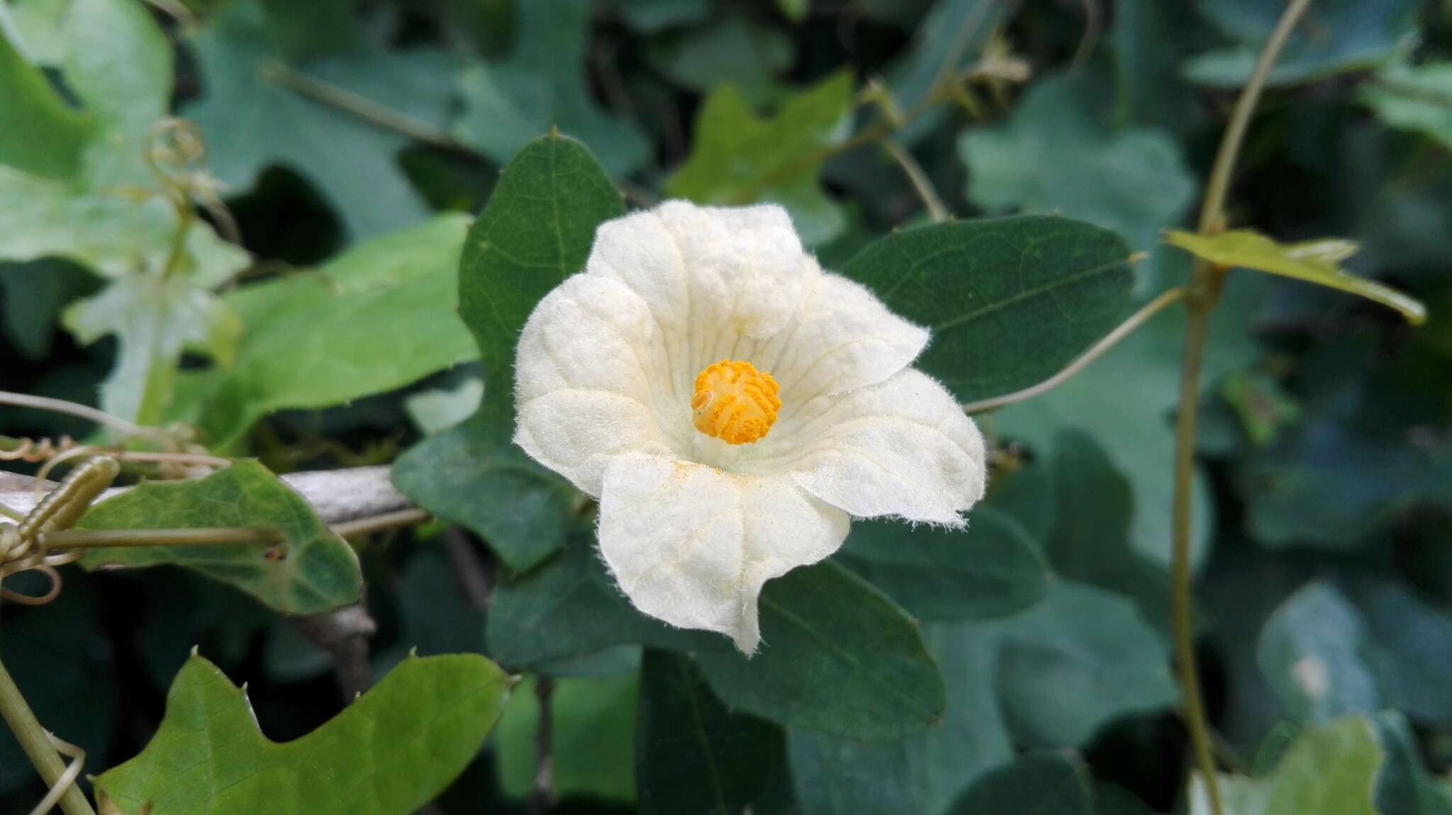 Image of Coccinia quinqueloba (Thunb.) Cogn.