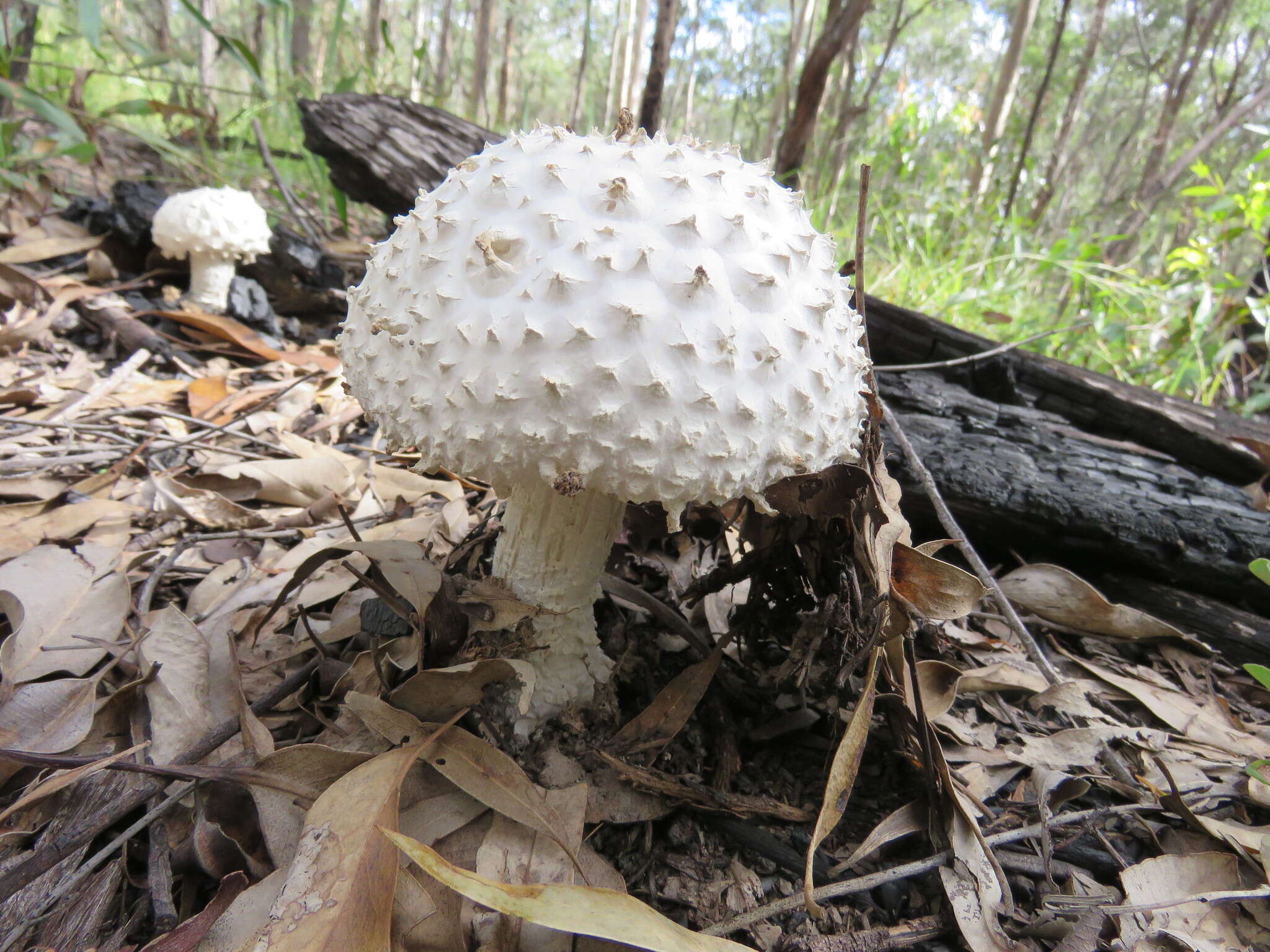 Image of Amanita pyramidifera D. A. Reid 1978