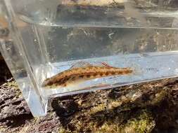 Plancia ëd Etheostoma pyrrhogaster Bailey & Etnier 1988