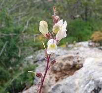 Image of Antirrhinum onubense (Fernández Casas) J. Fernández Casas