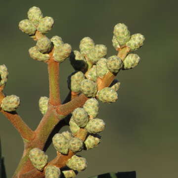 Image de Oreopanax discolor (Kunth) Decne. & Planch.