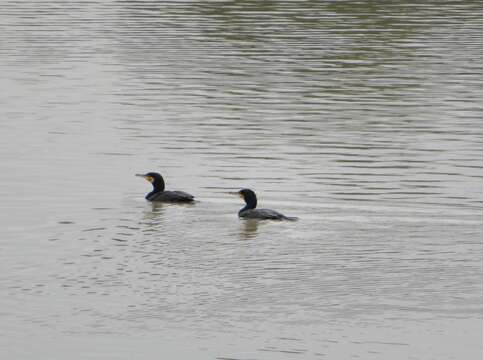 Imagem de Phalacrocorax carbo hanedae Kuroda & Nagamichi 1925