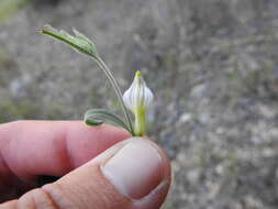 صورة Cordylanthus pilosus A. Gray