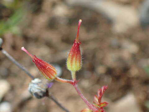 Image of Geranium purpureum Vill.