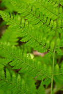 Image of mountain woodfern