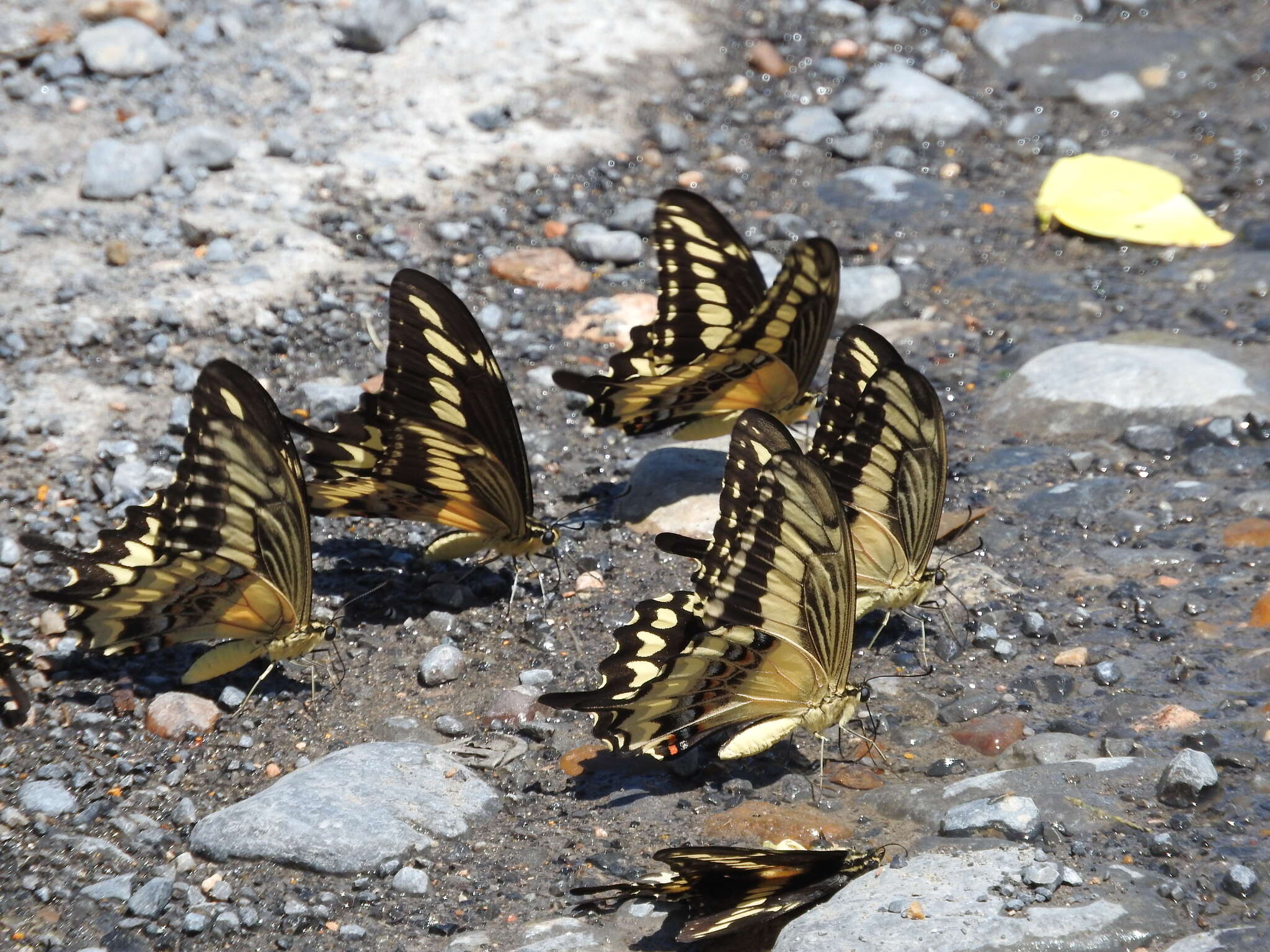 Image of Ornythion Swallowtail