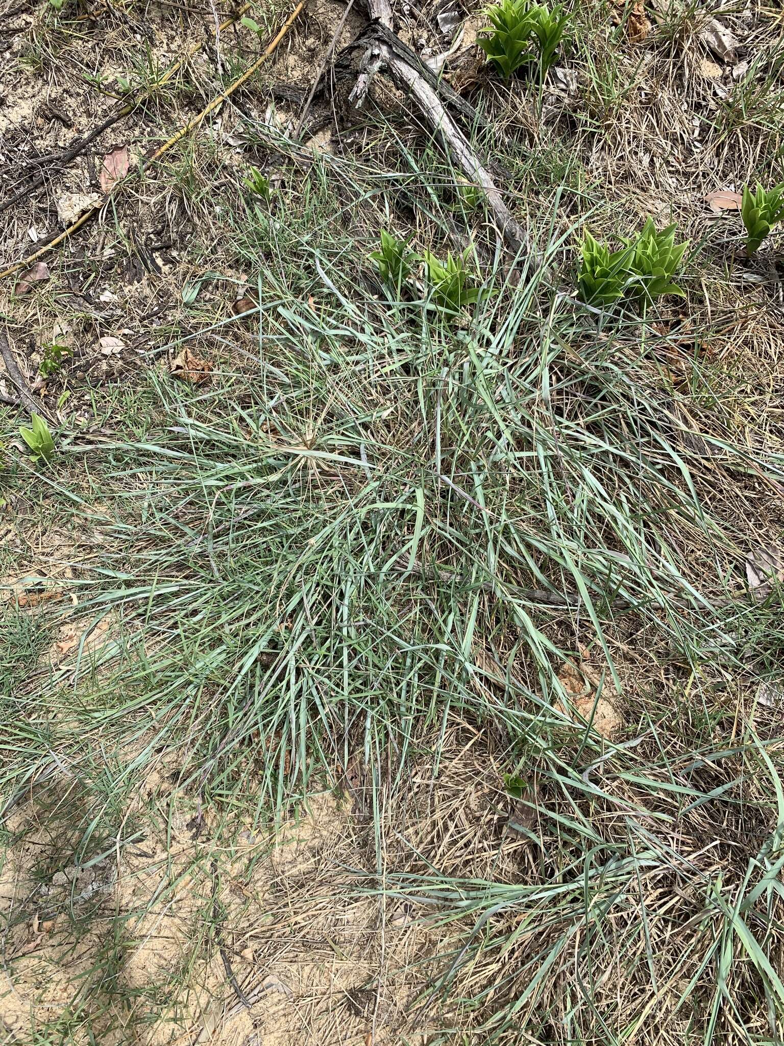 Image of Eragrostis interrupta P. Beauv.