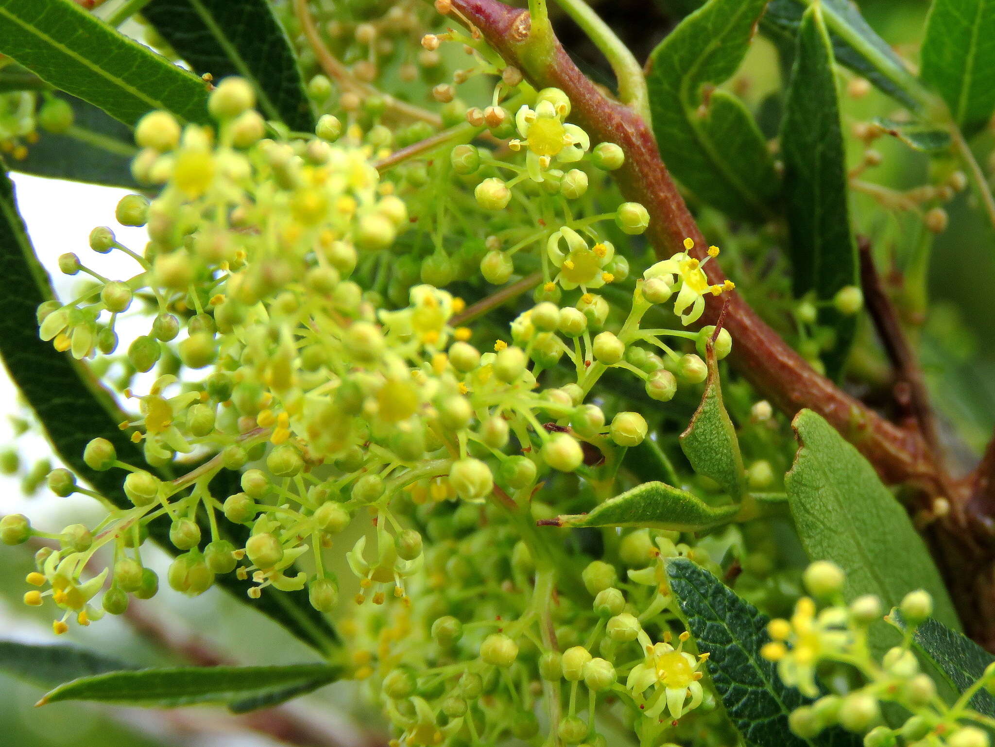 Image of African sumac