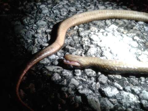 Image of Striped Crayfish Snake