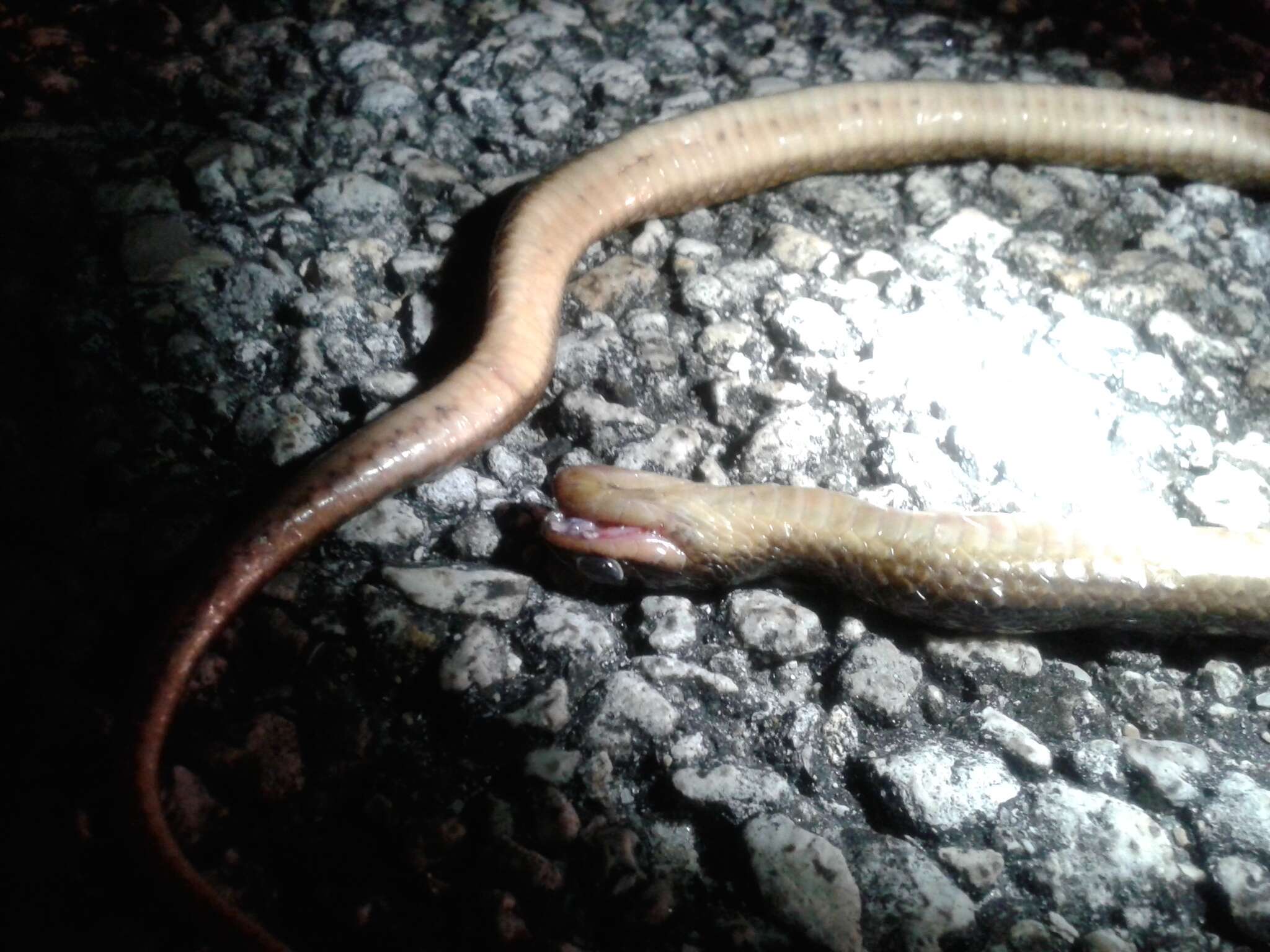 Image of Striped Crayfish Snake