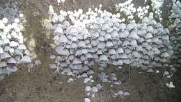 Image of Trooping Inkcaps