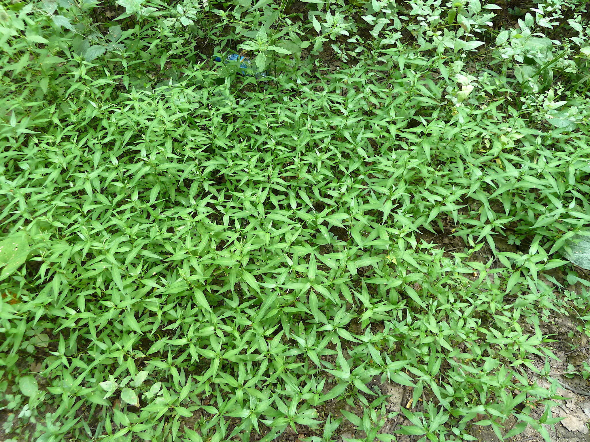 Image of Water-pepper