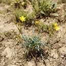 Imagem de Linum tauricum subsp. linearifolium (Lindem.) A. Petrova