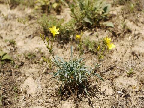 Linum tauricum Willd. resmi