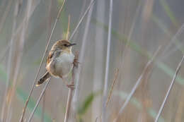 Image of Chirping Cisticola