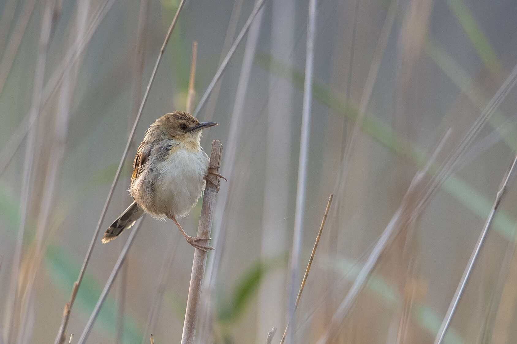 Image of Chirping Cisticola