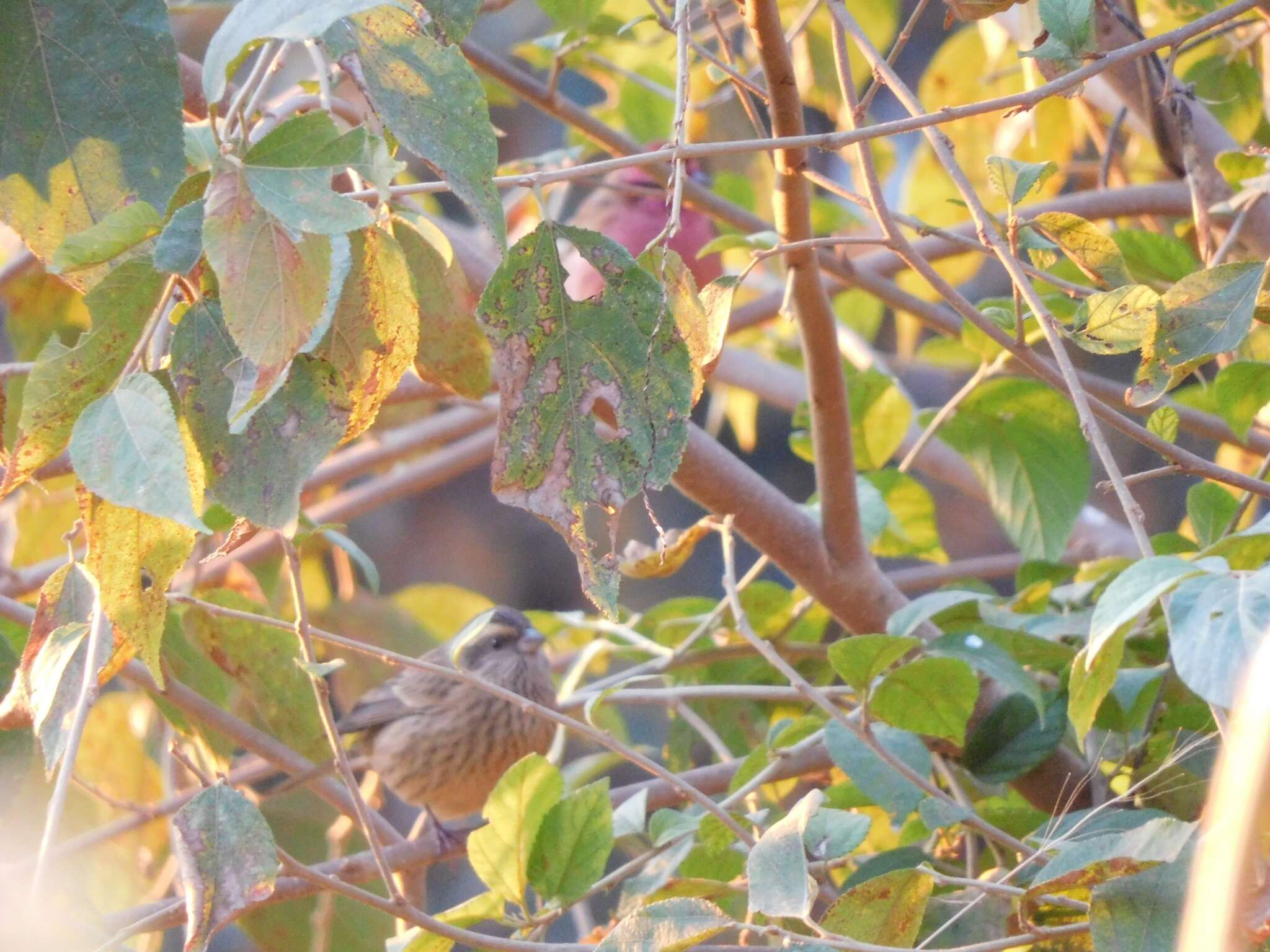 Image of Pink-browed Rosefinch