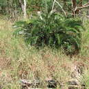 Image of Cycas candida K. D. Hill