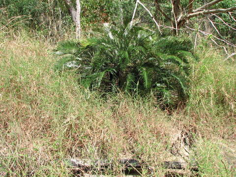 Image of Cycas candida K. D. Hill