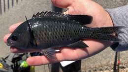 Image of Blacksmith Chromis