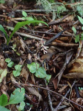 Image of Kidneyleaf twayblade