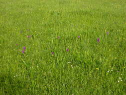 Image of Western Marsh-orchid