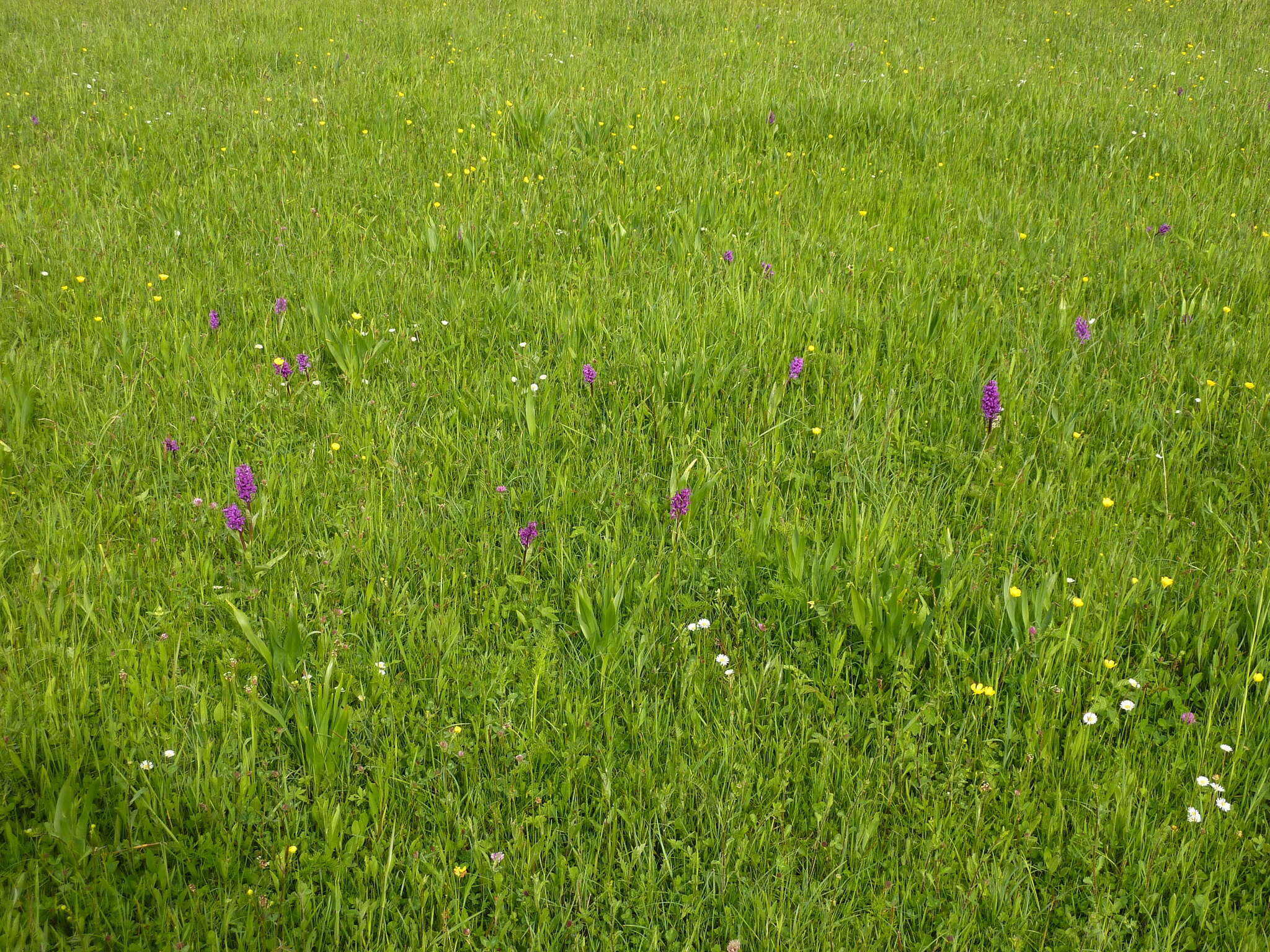 Image of Western Marsh-orchid