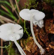 Image of Hemimycena lactea (Pers.) Singer 1938