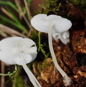 Image of Hemimycena lactea (Pers.) Singer 1938