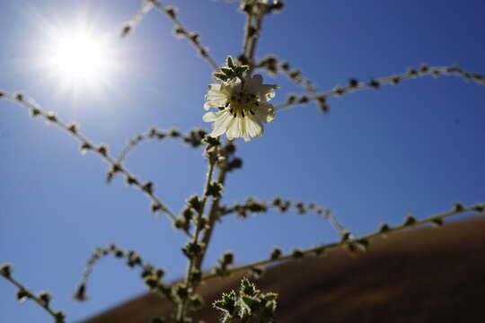 Image of big tarweed