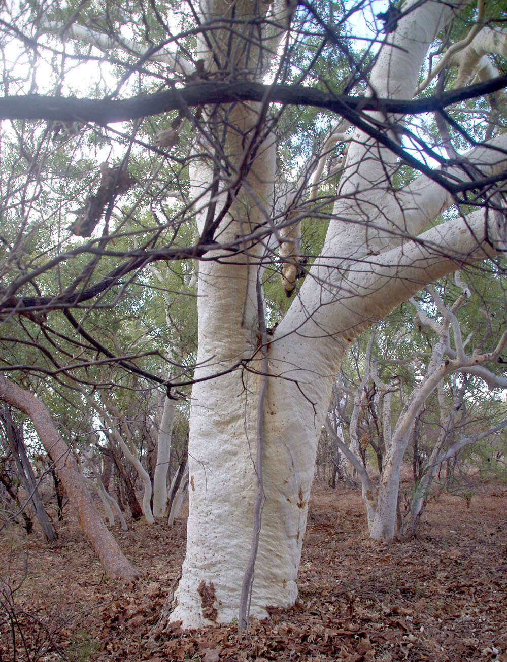 Image of Corymbia candida K. D. Hill & L. A. S. Johnson