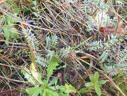 Image of Pimelea prostrata (J. R. & G. Forst.) Willd.