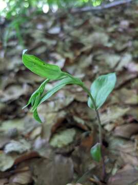 Image of Epipactis persica (Soó) Hausskn. ex Nannf.