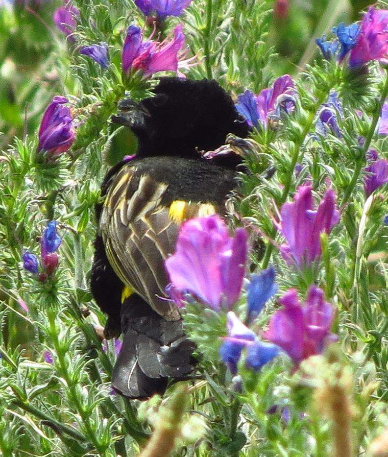 Image of Yellow Bishop