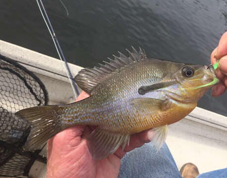 Image of Redbreast Sunfish