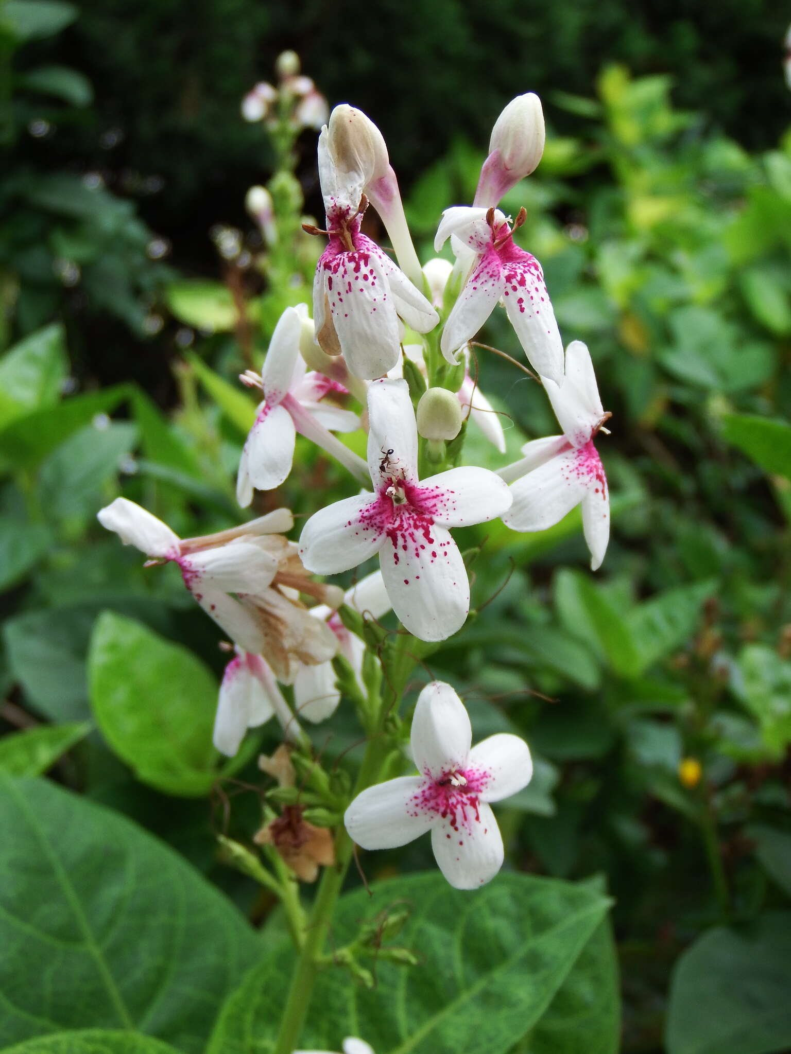 Pseuderanthemum carruthersii (Seem.) Guill. resmi